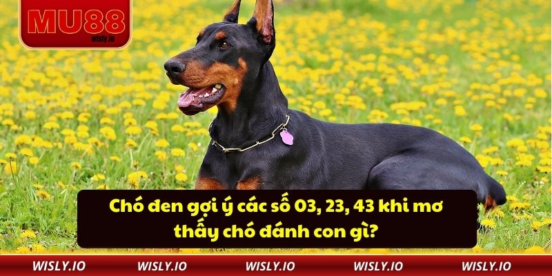 Mơ Thấy Chó Đánh Con Gì? Gợi Ý Chi Tiết Cho Người Chơi MU88 Chó đen gợi ý các số 03, 23, 43 khi mơ thấy chó đánh con gì?