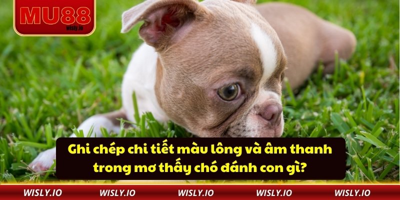 Mơ Thấy Chó Đánh Con Gì? Gợi Ý Chi Tiết Cho Người Chơi MU88 Ghi chép chi tiết màu lông và âm thanh trong mơ thấy chó đánh con gì?
