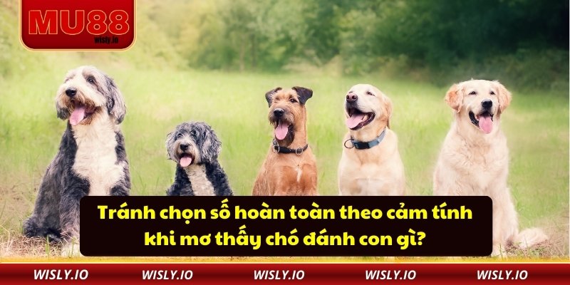 Mơ Thấy Chó Đánh Con Gì? Gợi Ý Chi Tiết Cho Người Chơi MU88 Tránh chọn số hoàn toàn theo cảm tính khi mơ thấy chó đánh con gì?